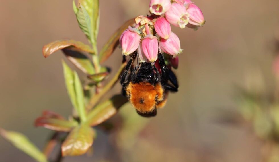Estudio destaca el rol clave de los polinizadores en la sostenibilidad agrícola