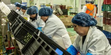 Desempleo baja al 7,9% en la Región del Maule, pero persisten las brechas de género y educación