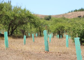 Entregan listado de Proyectos Pre Adjudicados para el manejo sustentable del bosque Nativo