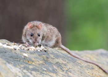 Hantavirus: Cómo identificar y prevenir el riesgo de contagio