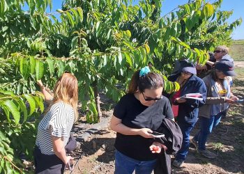 INIA y Biofrutales lideran mejoramiento genético de la cereza en Chile