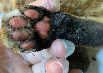 Colegio Médico Veterinario llama a considerar la dimensión animal de incendios forestales