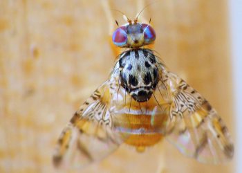 SAG informa avances significativos en las campañas de erradicación de mosca de la fruta