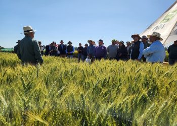 Trigos adaptados a menos agua y a altas temperaturas conocieron productores en actividad de INIA en Chillán