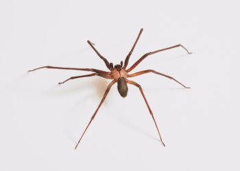 Araña de rincón: consejos para prevenir una posible mordedura