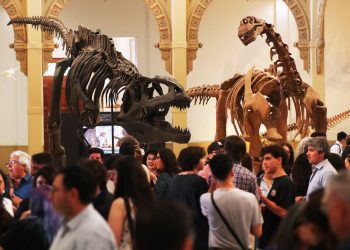 Museo Nacional de Historia Natural inaugura muestra que exhibe los fósiles originales de cinco dinosaurios chilenos