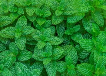 Película para empaque: El inesperado uso de plantas nativas del Maule