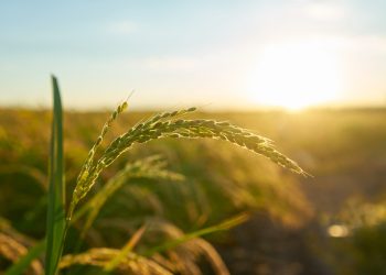 Cómo proteger los cultivos frente a olas de calor que afectarán al país
