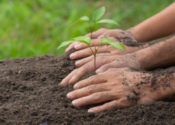 45% de las personas consideran que la comida en base a plantas es más sustentable de cara al futuro