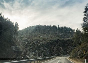 Crítico escenario en el Maule por incendios forestales en últimos días del año