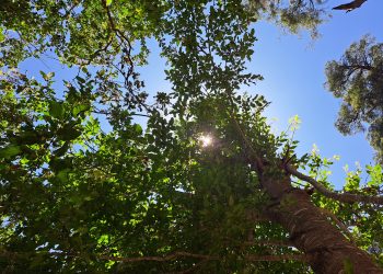 Enfermeras entregan consejos para enfrentar el calor extremo