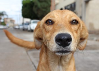 Qué hacer si tu mascota se pierde o se escapa de casa