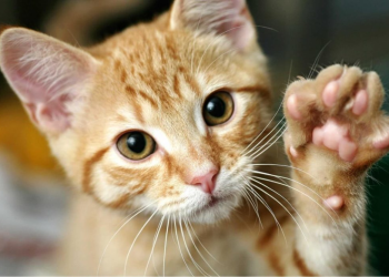 Verano y pulgas: Lo que hay que saber para evitar que aparezcan en mi perro o gato