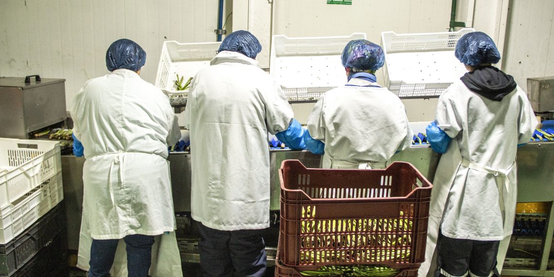 Sector Silvoagrícola y pecuario lidera el aumento de ocupados en el Maule