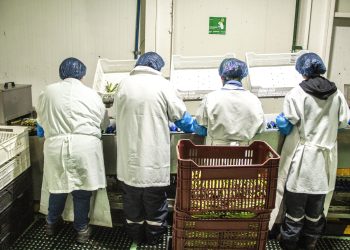 Sector Silvoagrícola y pecuario lidera el aumento de ocupados en el Maule