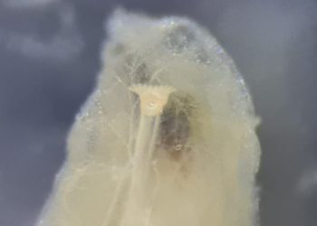 SAG intercepta fruta con larvas de Mosca de la Fruta en control fronterizo Paso Vergara