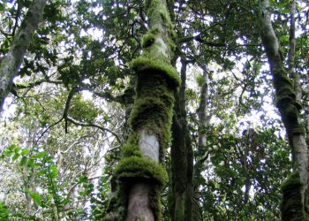 Conaf cierra parques nacionales ante altas temperaturas: Vea cuáles son del Maule