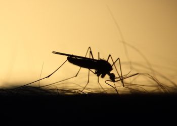 Temporada de zancudos: molestos pero vitales para los ecosistemas