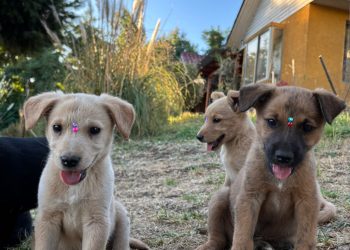 Mascotas esperan a sus nuevas familias en Jornada de Adopción en Curicó