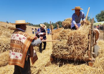 Colbún honró sus tradiciones con una espectacular trilla a yegua suelta