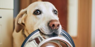 Problemas de conducta en perros: desafío para la tenencia responsable