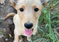 Jornada de adopción en Mall Curicó:  integra una mascota a tu hogar