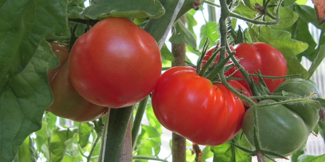 INIA destaca el rol de depredadores naturales en el control de plagas