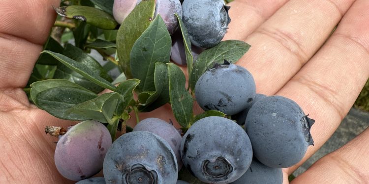 Agroalimentos lideran crecimiento de exportaciones del Maule en primer trimestre