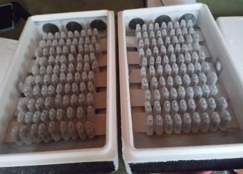 Chile realizó el primer envío de abejas reinas a Centro América
