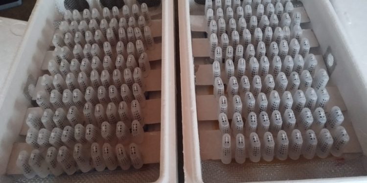 Chile realizó el primer envío de abejas reinas a Centro América