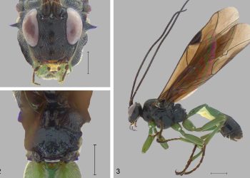 Descubren nueva especie de avispa de Darwin color esmeralda en la Región del Maule