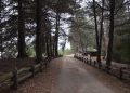 CONAF Maule se suma a Día de los Patrimonios con acceso liberado en reserva nacional Federico Albert