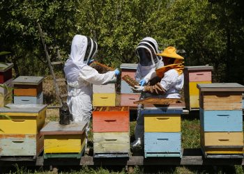 En el Día Mundial de las Abejas, SAG presenta guía sobre bienestar animal en la apicultura
