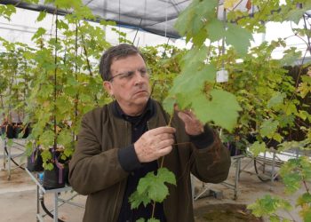 Investigadores chilenos desarrollan vides resistentes para reducir uso de pesticidas