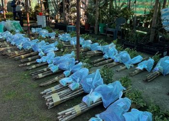 Pequeños agricultores maulinos reciben quillayes para enriquecer biodiversidad de sus predios