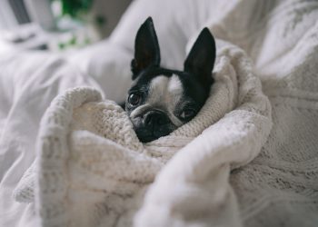 ¿En la casa o en el patio? Expertos explican dónde deben dormir realmente las mascotas durante el invierno
