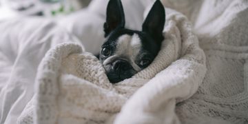 ¿En la casa o en el patio? Expertos explican dónde deben dormir realmente las mascotas durante el invierno