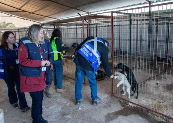 Diputada Consuelo Veloso convoca a mesa de trabajo por graves problemas en perrera municipal de Linares