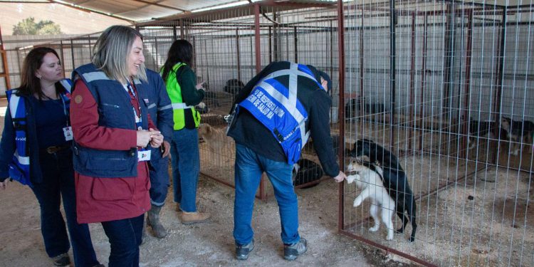 Diputada Consuelo Veloso convoca a mesa de trabajo por graves problemas en perrera municipal de Linares