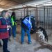 Diputada Consuelo Veloso convoca a mesa de trabajo por graves problemas en perrera municipal de Linares