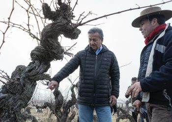 San Javier realiza histórico traslado de parras centenarias al corazón urbano de la comuna