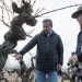 San Javier realiza histórico traslado de parras centenarias al corazón urbano de la comuna