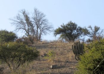 Quillay, peumo y litre: especies más afectadas por el cambio climático
