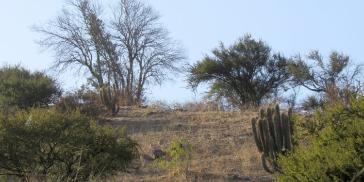 Quillay, peumo y litre: especies más afectadas por el cambio climático