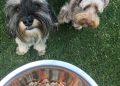 Los perros ya no son solo mascotas: crece en Chile la tendencia de alimentarlos y cuidarlos como a un miembro más de la familia
