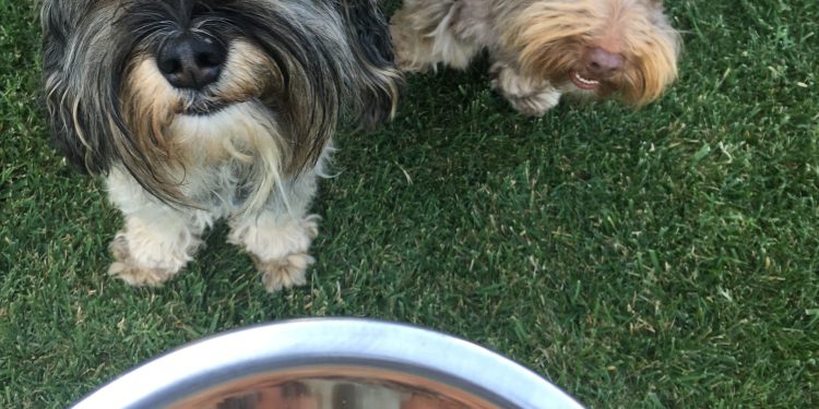 Los perros ya no son solo mascotas: crece en Chile la tendencia de alimentarlos y cuidarlos como a un miembro más de la familia