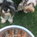 Los perros ya no son solo mascotas: crece en Chile la tendencia de alimentarlos y cuidarlos como a un miembro más de la familia