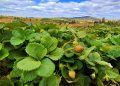 INIA, SAG y FIA invitan a capacitación sobre manejo sustentable de la frutilla