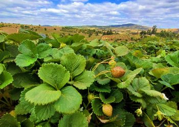 INIA, SAG y FIA invitan a capacitación sobre manejo sustentable de la frutilla