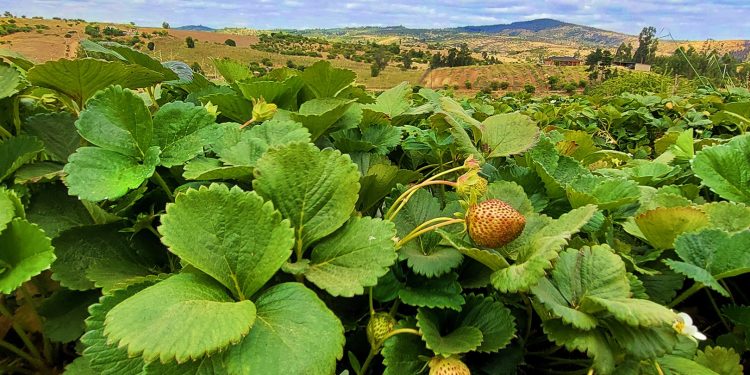 INIA, SAG y FIA invitan a capacitación sobre manejo sustentable de la frutilla